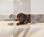 Small Photo #34 Aussiedoodle Puppy For Sale in ATHENS TOWNSHIP, PA, USA