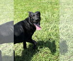 Small #3 Labrador Retriever
