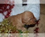 Small Photo #35 Golden Retriever Puppy For Sale in GREENWOOD, WI, USA