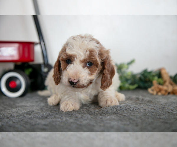 Medium Photo #16 Poodle (Miniature) Puppy For Sale in CHRISTIANA, PA, USA