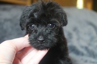 Poodle (Toy)-Yorkshire Terrier Mix Puppy for sale in OLLA, LA, USA