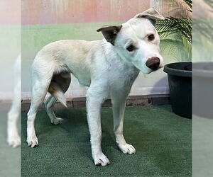 Siberian Husky-Unknown Mix Dogs for adoption in Pasadena, CA, USA