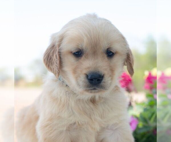 Medium Photo #1 Golden Retriever Puppy For Sale in NEWPORT, PA, USA