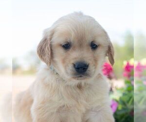 Golden Retriever Puppy for sale in NEWPORT, PA, USA
