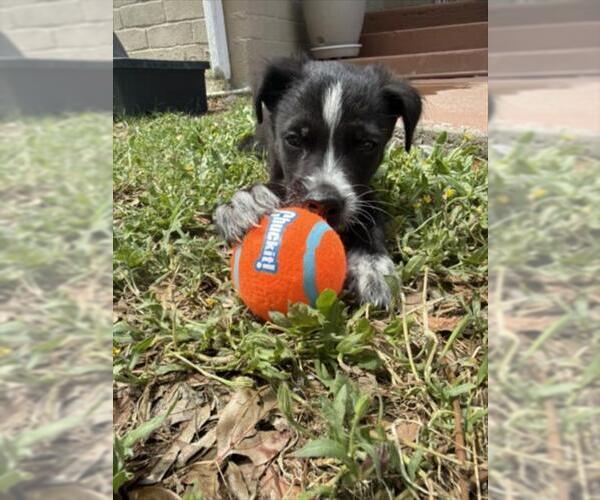 Medium Photo #4 Border Collie-Unknown Mix Puppy For Sale in San Bernardino, CA, USA