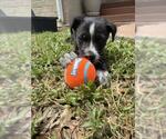 Small #3 Border Collie Mix