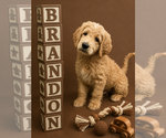 Small #5 Goldendoodle