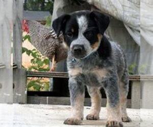 Australian Cattle Dog Puppy for sale in HUDSON, MI, USA