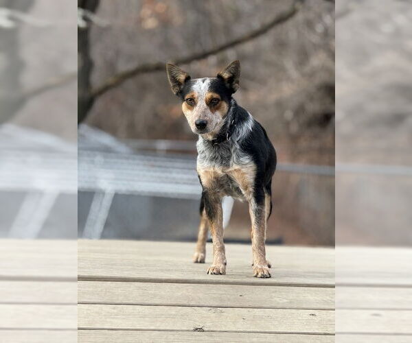 Medium Photo #2 Mutt Puppy For Sale in Elmsford, NY, USA