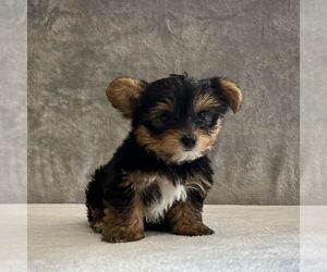 Yorkshire Terrier Puppy for sale in FREDONIA, PA, USA