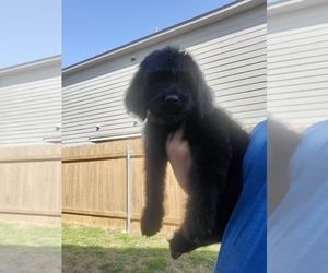 Goldendoodle Puppy for Sale in MANOR, Texas USA