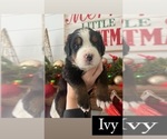 Small Photo #10 Bernese Mountain Dog Puppy For Sale in BURLINGTON, NC, USA