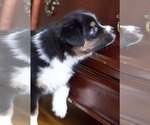 Small Photo #7 Australian Shepherd Puppy For Sale in GREER, SC, USA
