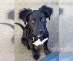 Small Mutt
