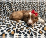 Small #3 Australian Shepherd