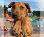 Small #9 German Shepherd Dog Mix