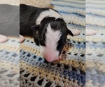 Small Photo #175 Border Collie Puppy For Sale in NORBORNE, MO, USA