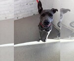 CIRCE - Female Mutt Dog for Adoption - Small photo