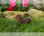 Small #4 Dachshund
