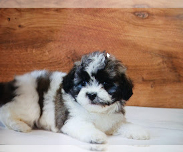 Medium Photo #5 Zuchon Puppy For Sale in COSHOCTON, OH, USA