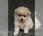 Small Photo #2 Pomeranian Puppy For Sale in STILLWATER, OK, USA