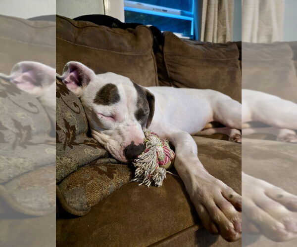 Medium Photo #9 American Staffordshire Terrier-Unknown Mix Puppy For Sale in Brewster, NY, USA