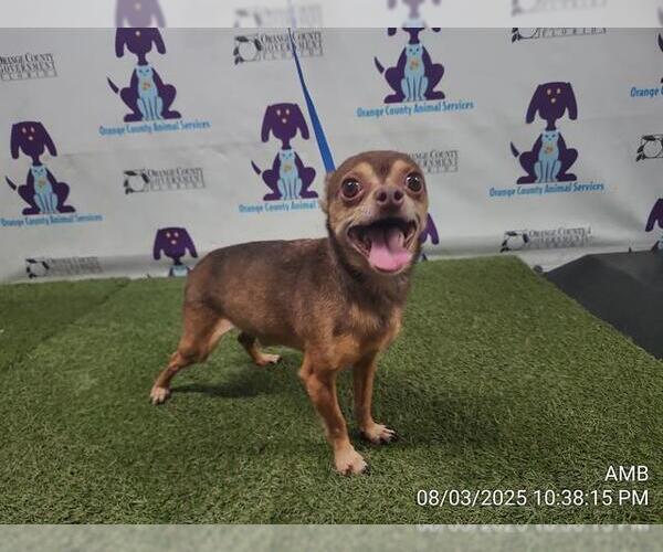 Medium Photo #1 Chihuahua Puppy For Sale in Orlando, FL, USA