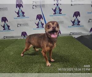 Chihuahua Dogs for adoption in Orlando, FL, USA