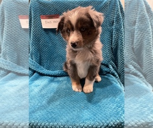 Miniature American Shepherd Puppy for sale in SHELLEY, ID, USA