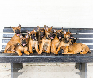 Malinois Litter for sale in WAKARUSA, IN, USA