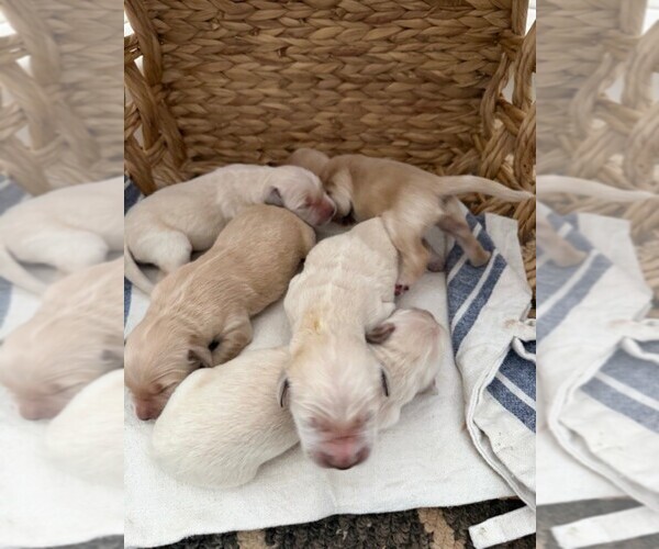 Medium Photo #5 Golden Retriever Puppy For Sale in MERCED, CA, USA