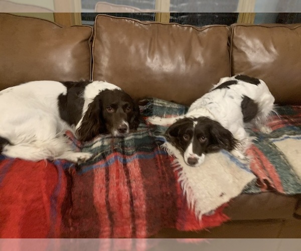 Medium Photo #1 English Springer Spaniel Puppy For Sale in VIRGINIA, MN, USA