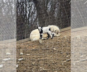Great Pyrenees Dogs for adoption in Monterey, VA, USA