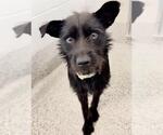 A662351 - Male Mutt Dog for Adoption - Small photo
