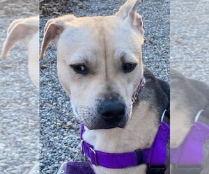 Shepradors Dogs for adoption in Sayreville, NJ, NJ, USA