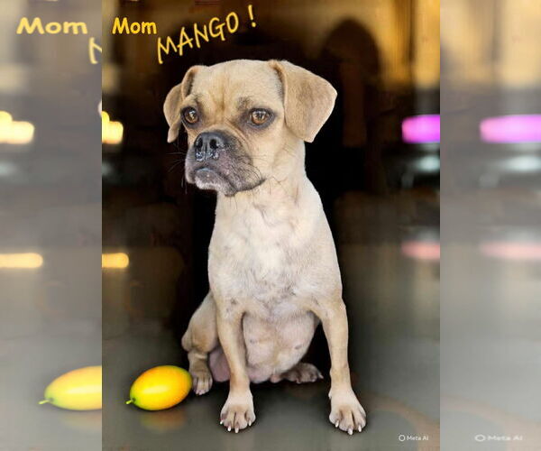 Medium Photo #4 Chug Puppy For Sale in Wakefield, RI, USA