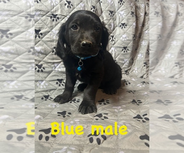 Medium Photo #1 Golden Labrador Puppy For Sale in BUSSEY, IA, USA