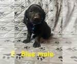 Puppy Blue 1 Golden Labrador