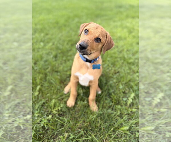 Medium Photo #6 Mutt Puppy For Sale in Plainfield, IL, USA