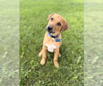 Small #5 Mutt