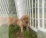 Small Photo #5 Golden Retriever Puppy For Sale in TOWN CREEK, AL, USA