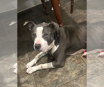 Small #7 American Pit Bull Terrier-American Staffordshire Terrier Mix
