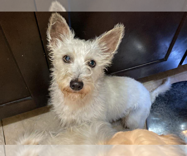 Medium Photo #1 Mutt Puppy For Sale in Cranston, RI, USA