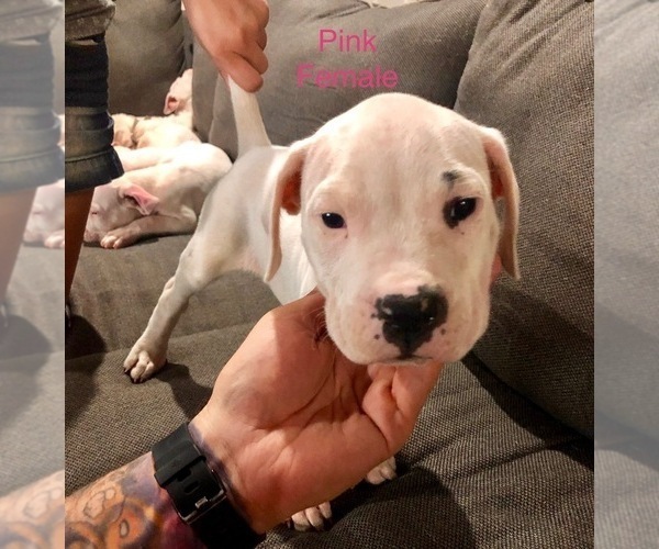 Medium Photo #3 Dogo Argentino Puppy For Sale in BEAUMONT, CA, USA