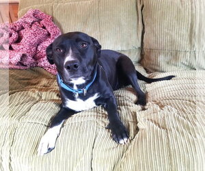 Raven - Female Retriever -Unknown Mix Dog for Adoption - Photo #8