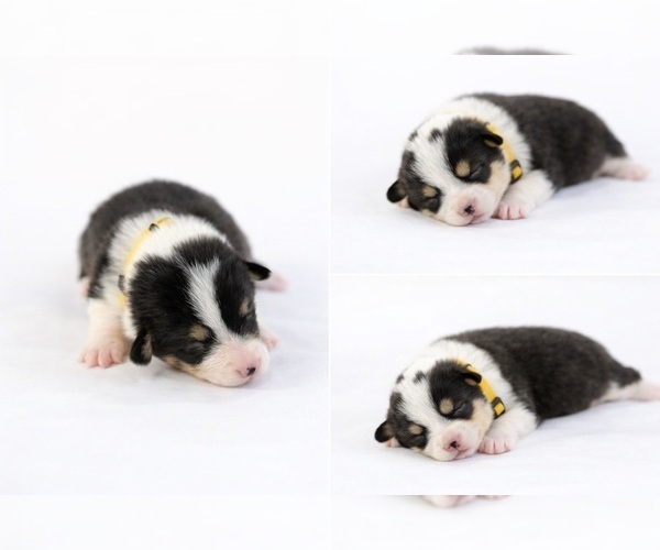 Medium Photo #2 Pembroke Welsh Corgi Puppy For Sale in BELFIELD, ND, USA