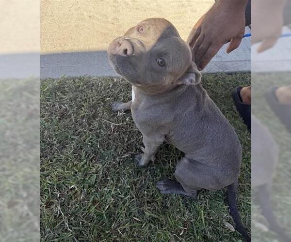 Medium Photo #1 Staffordshire Bull Terrier Puppy For Sale in Houston, TX, USA