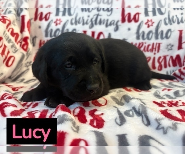 Medium Photo #8 Labrador Retriever Puppy For Sale in FAYETTEVILLE, OH, USA