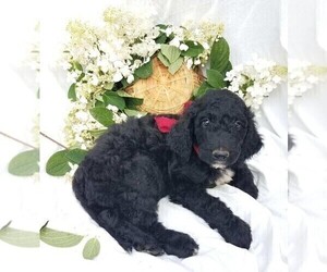 Goldendoodle-Poodle (Standard) Mix Puppy for sale in FREDERICKSBG, OH, USA