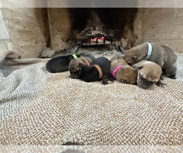 Medium Photo #9 German Shepherd Dog-Wolf Hybrid Mix Puppy For Sale in HAMILTON, TX, USA